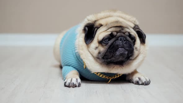 Cute Funny Pug Dog Wearing in Fashion Costume with Golden Chain Looking at Camera