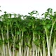 Fresh raw organic watercress salad sprouts on white background rotating close up. - VideoHive Item for Sale