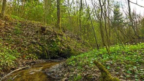 Timelapse of Spring Brook