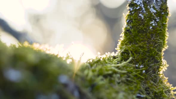 Macro shot with a tree branch covered with moss and lichen. Bokeh lights in background