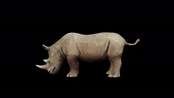 4K Rhinoceros Eat alt