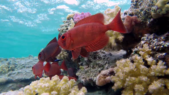 Underwater Colorful Tropical Bigeye Fish