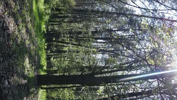 Vertical Video of Green Forest During the Day