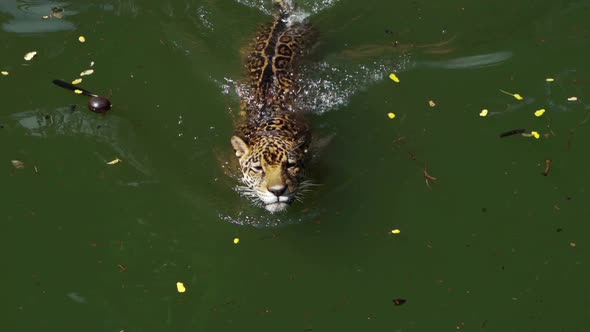 slow-motion of jaguar tiger playing and swimming in pond