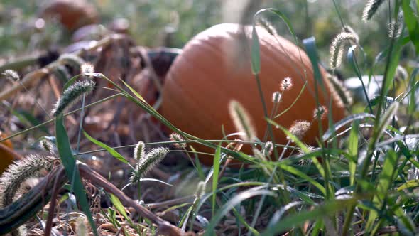 Closeup of a medium sized sweating pumpkin with a gnarly withered vine. Dolly tracking to the left.