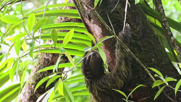 Sloth in Rainforest, Costa Rica Wildlife, Climbing a Tree, Brown Throated Three Toed Sloth (bradypus