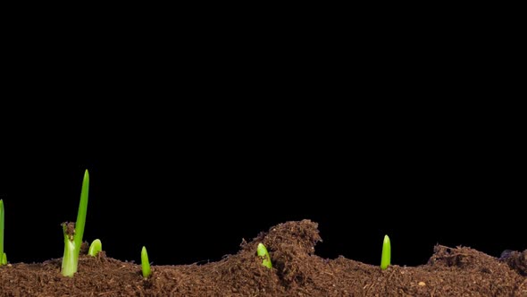 Growing Onion Time Lapse With Alpha Channel 