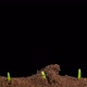 Growing Onion Time Lapse With Alpha Channel  - VideoHive Item for Sale