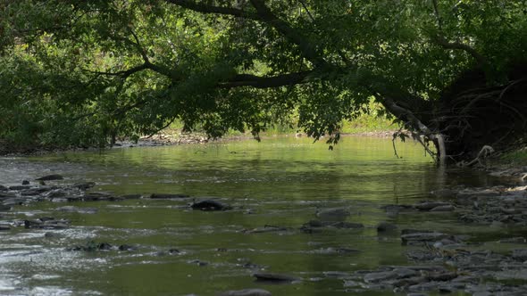 Tree leaning over the water