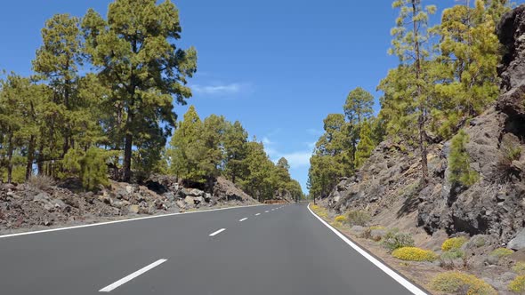 POV Car Travelling Bosque De Esperanza Pine Forest, Tenerife