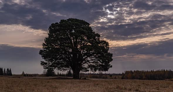 Hyperlapse Around a Lonely Tree in a Field During Sunset, Beautiful Time Lapse, Autumn Landscape