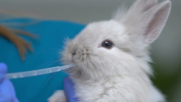 Vet Feeding Little Rabbit With Milk From Pipette, Healthy Nutrition for Cubs