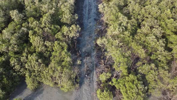 Aerial view deforestation at mangrove forest