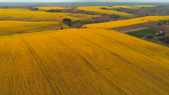 Rapeseed Fields at Sunny Day