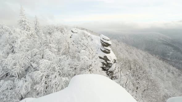 Snowcovered Tree Crowns in a Forest Landscape