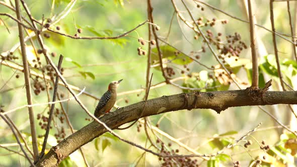 A red-bellied woodpecker in Gamboa Rainforest Reserve, Panama, wide shot