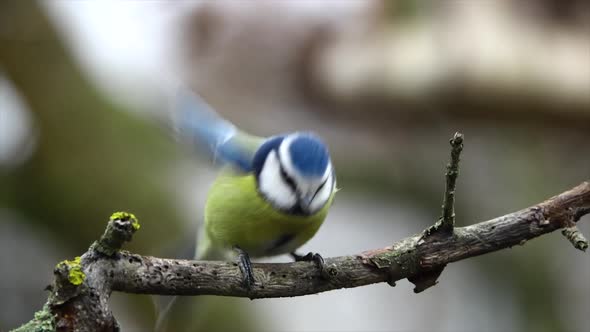 Tit ( parus) sitting on a branch and fly away. Slow motion