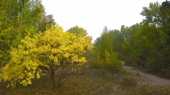 Flying Over an Autumn Tree