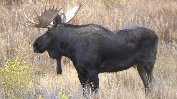 Bull Moose standing in a field looking around