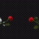 Lovely Two Red Rose Kissing And Falling with Shattered Petal - VideoHive Item for Sale