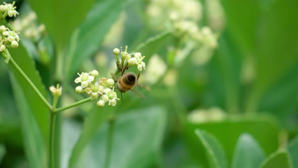 Honey Bee perched on white blossom of  Euonymus Japonicus - close-up