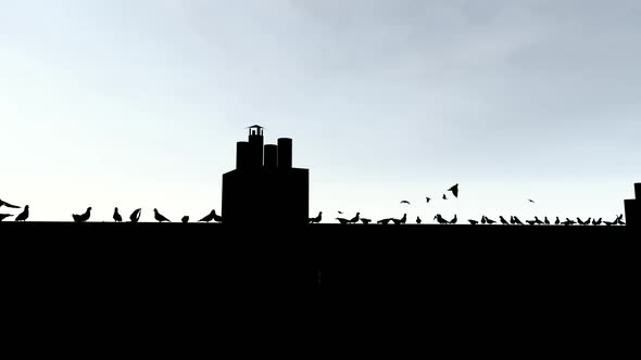 Silhouette of Birds on the Roof