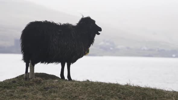 Black Sheep Standing Looking Out To Sea