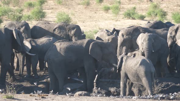 Close up from a herd of African Bush elephants around an almost dry waterhole