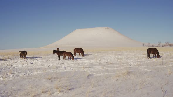 A Herd of Horses in Winter