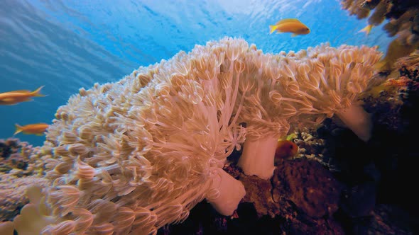 Underwater Soft Coral