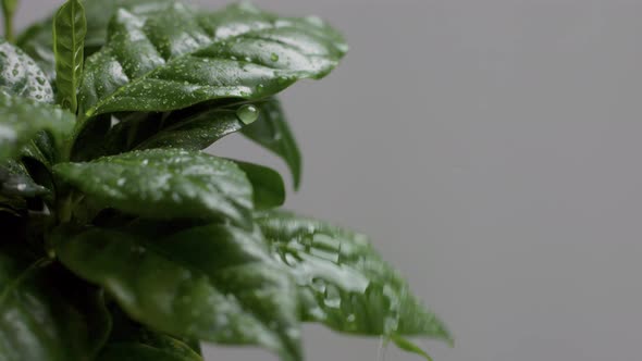 Arabic Coffee Plant Closeup of the Leaves