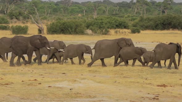 Herd of African elephants at waterhole in national park Hwankee, Botswana 