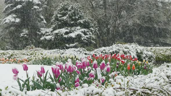 On the Flower Clearing in the Park It's Snowing