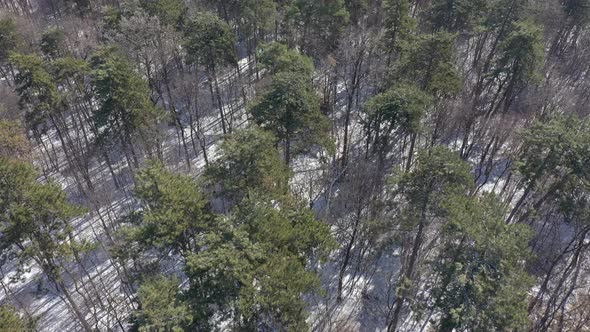 Winter scenery with evergreen tree shadows on snow 4K aerial video