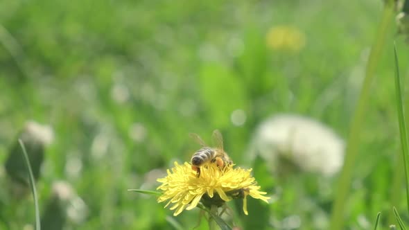 A Bee Collects Pollen From a Dandelion