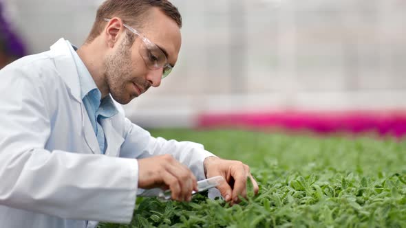 Professional Agricultural Engineer Pouring Chemical Fertilizer on Green Plants Leaf Medium Closeup