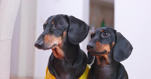 Two Dachshunds Sit Synchronously Bark Express Dissatisfaction Jump Down