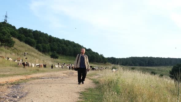 Herd Of Sheep And Goats In The Pasture And Man Walking On The Road