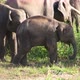 Elephants in Sri Lanka - VideoHive Item for Sale