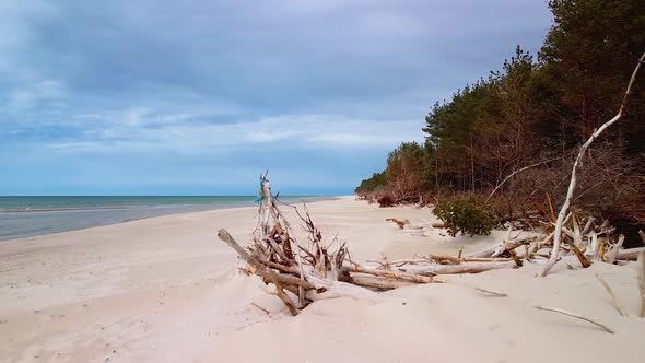 Aerial view of Baltic sea coast on a sunny day, steep seashore dunes damaged by waves, broken pine t