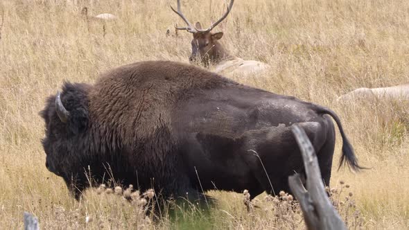 Bison walking past herd of Elk laying in grassy field