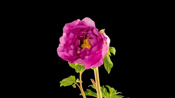 Timelapse of Pink Peony Flower Blooming on Black Background