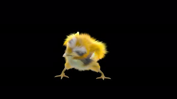 18 Baby Chicks Dancing 4K