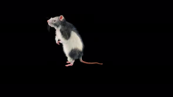 Rat Dancing