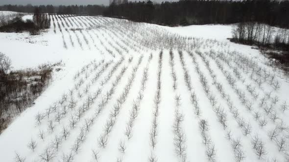 Winter Field Apple Trees Covered with Snow Young Trees From the Air