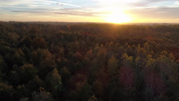 AERIAL: Tilting down towards the canopy of the trees while the sun is setting on an autumn day.