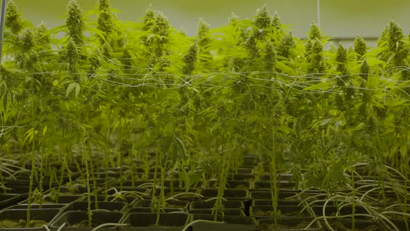 Slow motion dolly out of large cannabis plants growing in a nursery