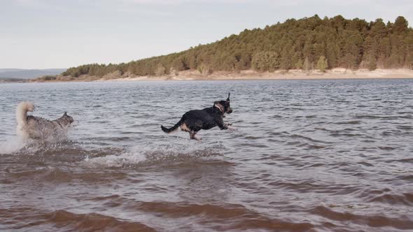 Dogs playing in lake water