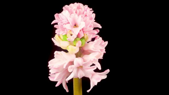 Growing and Opening Pink Hyacinth Flower on Black Background