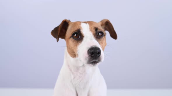 Closeup Portrait of Cute Jack Russell Terrier Dog on White Background